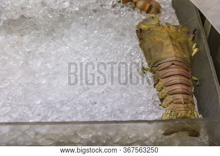 Oriental Slipper Lobster Thenus Orientalis Known As Flathead Lobster Or Crayfish Being Displayed On 