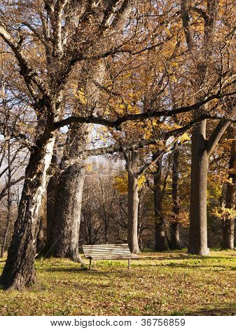 Bir sandalye bir park
