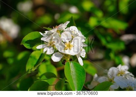 Blooming Cherry Tree In The Garden. Cherry Flowers Close Up.
A Bouquet Flowers. Floral Collage. Flow