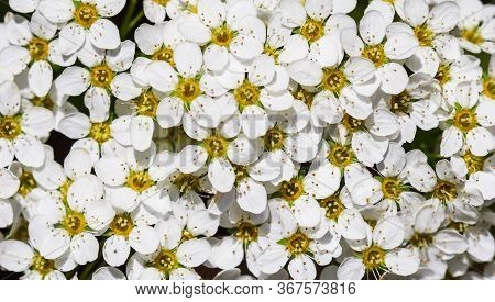 Thunberg Spirea (spiraea Thunbergii) Bush In Blossom. Background Of White Flowers