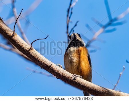 A Varied Tit, Sittiparus Varius, Perches In A Tree In A Japanese Forest Park In Kanagawa Prefecture,