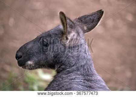 This Is A Close Up Of A Wallaroo Or Euro