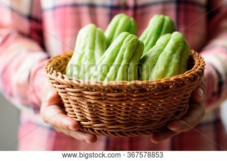 Chayote Squash Or Mirlition Squash In Basket Holding By Hand, Organic Vegetable