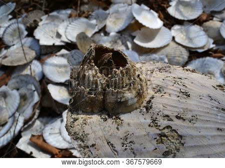 Balanus Attached To The Shell Of A Japanese Scallop. Marine Acorns, Balanus -crustacean Animal Of Th