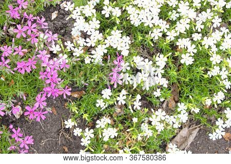 Phlox Awl-shaped Pink And White On A Flower Bed In Spring. The View From The Top.