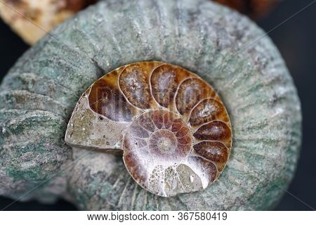 The Ammonites, Ammonoidea Are An Extinct Subgroup Of Cephalopods Photographed In The Studio