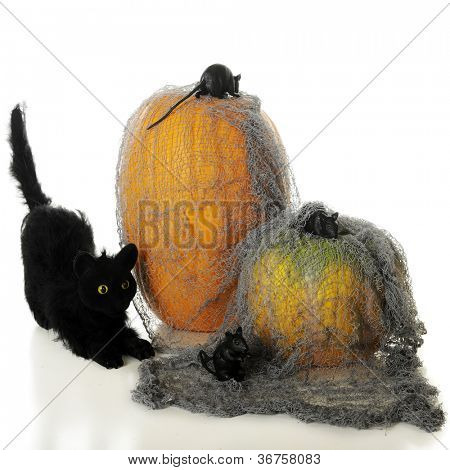 Un gato de Halloween acecho ajeno tres ratones arrastrándose sobre el gris andrajoso trapo cubierta dos orang