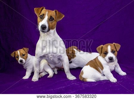  female Jack Russell Terrier Breastfeeds Her Little Puppies, On A Purple Background, Two Puppies Are