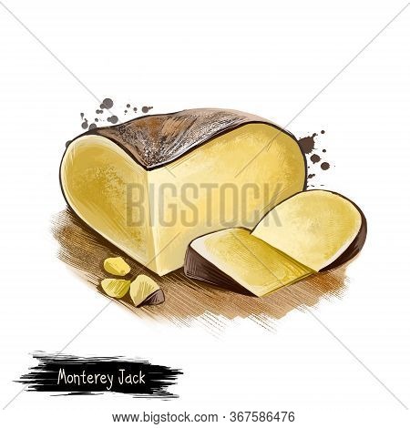 Monterey Jack Cheese Digital Art Illustration Isolated On White Background. Fresh Dairy Product, Hea