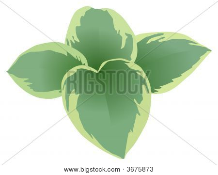 Hosta