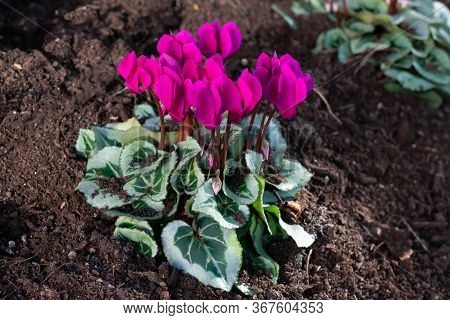 Just Planted Bright Magenta Colored Cyclamen Flowers With Green Leaves In The Ground.decoration Flow