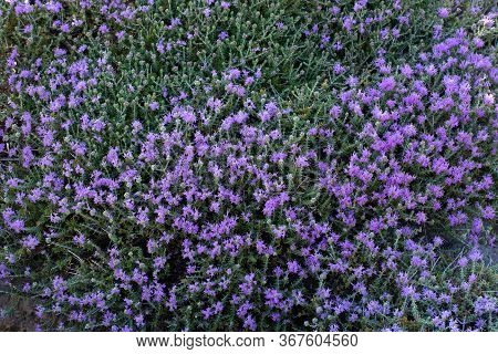 Mediterrenean Thyme Also Known As Thymbra Capitata. Spicy Flavoring For Meal. Aromatic Seasoning Coo