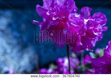 Macro Detail Pink Azalea Japonica With Dew Drops On A Garden