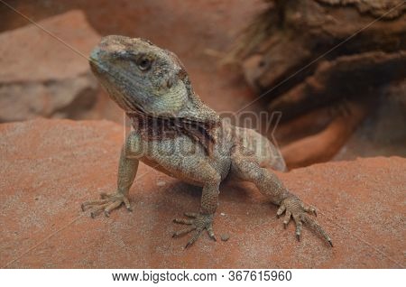 Australian Native Jacky Dragon Lizard, Amphibolurus Muricatus