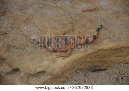 Sagebrush Lizard On The Rock, Frankfurt Am Main Zoo