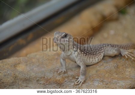 Australian Water Dragon, Physignathus Lesueurii, Frankfurt Zoo, Germany
