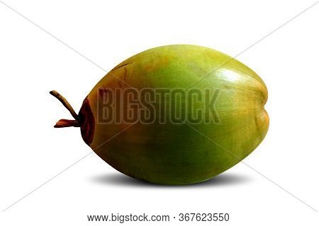 Green Coconut Are Early Harvested Coconut With Very Hard Outer Shell