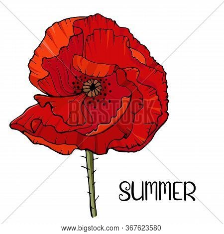 Red Poppy Flower Isolated On White Background. Card Template Design. Vector Illustration.