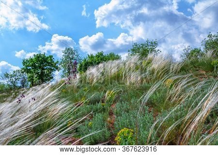 Spring Landscape - Meadow On A Hill In A Forest With Fresh Green Grass, Flowers And White Stipa Or F