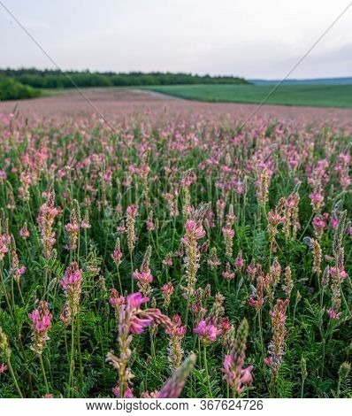 Field Of Blossoming Sainfoin Or Holy-clover Wildflowers. Pink Flowers Sainfoin, Onobrychis Viciifoli