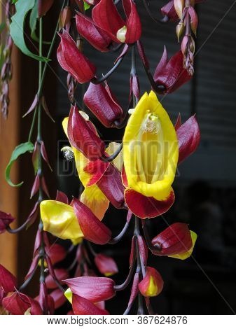 Thunbergia Mysorensis. Close Up Bunch Of Pending Flower With Many Blooming Buds.