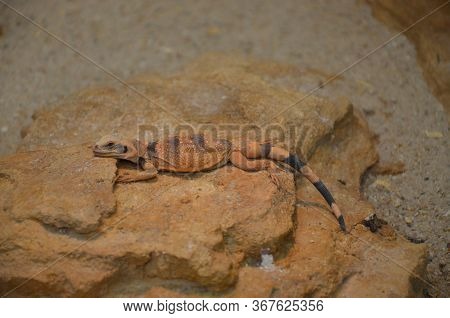 Sagebrush Lizard On The Rock, Frankfurt Am Main Zoo