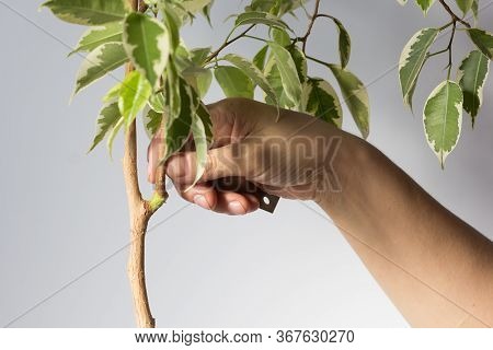 Woman Hand Holding Ficus Branch With Removed Part Bark To Produce Offshoot On Trunk To Make Root On 