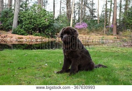 Big Newfoundland Pup Sitting Beside A Pond.