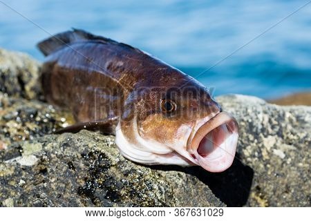 Freshly caught sea fish Arabesque greenling bass perch lies on a stone