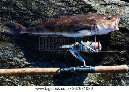 Freshly caught sea fish Arabesque greenling bass perch and spinning