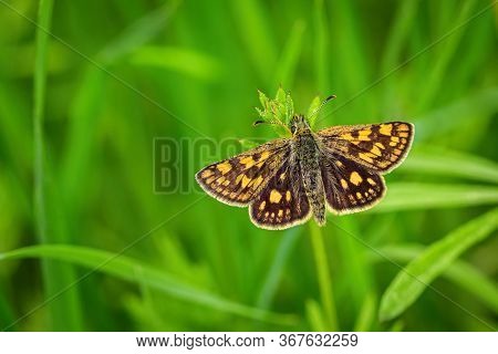 Close Up Image Of A Small Bright Orange And Brown Butterfly, The Chequered Skipper, With Open Wings 