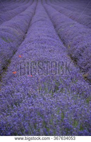 Row Of Lavender In The Fields Near Shoreham,kent,uk.
