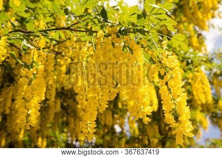 The Common Laburnum (laburnum Anagyroides) Blooming In Spring