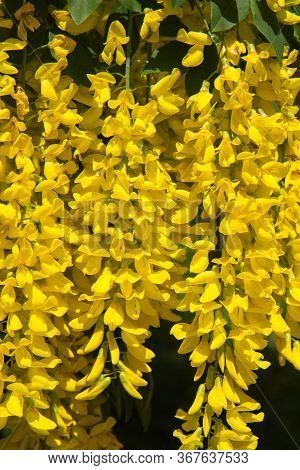 The Common Laburnum (laburnum Anagyroides) Blooming In Spring