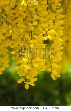 The Common Laburnum (laburnum Anagyroides) Blooming In Spring