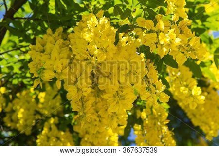 The Common Laburnum (laburnum Anagyroides) Blooming In Spring