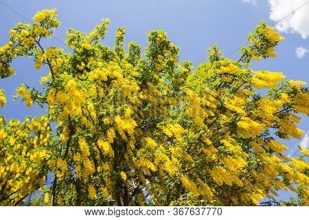The Common Laburnum (laburnum Anagyroides) Blooming In Spring