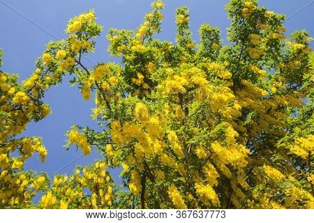 The Common Laburnum (laburnum Anagyroides) Blooming In Spring