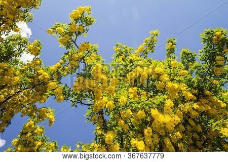 The Common Laburnum (laburnum Anagyroides) Blooming In Spring