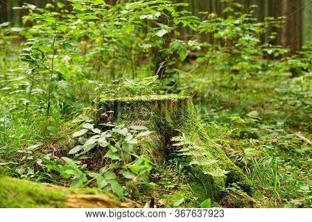 Stump With Moss In The Green Forest