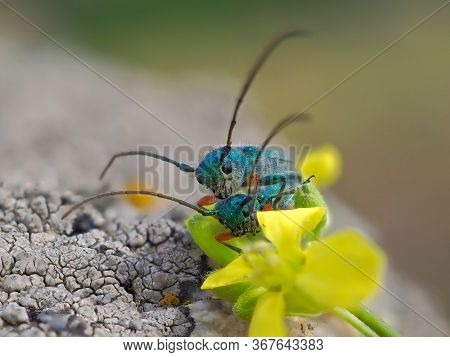 Phytoecia caerulea (longhorn beetle) in natural habitat during mating ritual