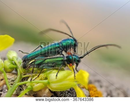 Phytoecia caerulea (longhorn beetle) in natural habitat during mating ritual