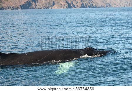 Possente megattera (Megaptera novaeangliae) visto dalla barca vicino a Husavik, Islanda