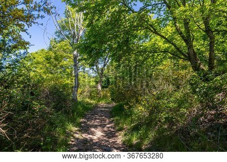 Walking Trail Through The Forest On The Lemberg, Rhineland-palatinate, Germany