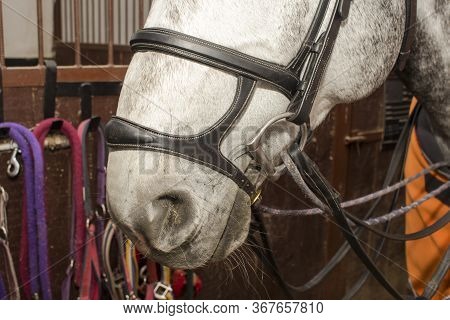 Muzzle Of A Gray Horse In A Bridle With A Double Capsule