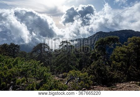 Lebanese Cedars In A Mountain Forest In The Central Part Of The Island Of Cyprus;