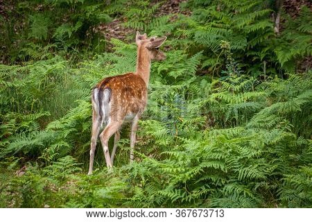 Young Deer In The Middle Of Ferns
