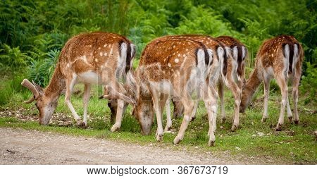 Group Of Five Young Deers Looking Down
