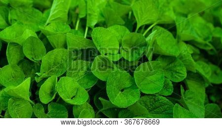Green Leaves Are In The Park In A Sunny Day