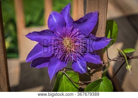 Blue Clematis In Sunny Day On Wood Background